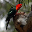 Parrots